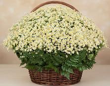 Цветочная композиция из Ромашки в корзине #REPLACE_PRED# Стародубе