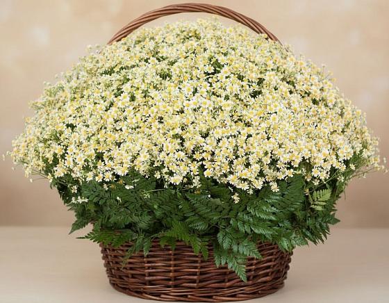 Цветочная композиция из Ромашки в корзине в Стародубе