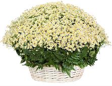 Цветочная композиция из Ромашки в корзине #REPLACE_PRED# Стародубе